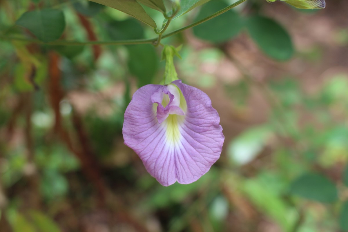 Clitoria ternatea L.